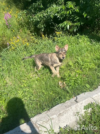 Щенок в добрые руки