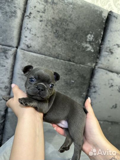 Голубой Французский бульдог девочка