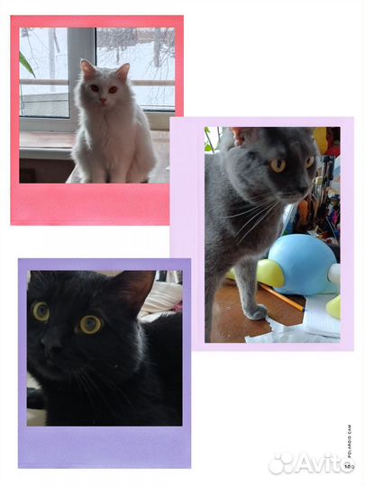 Кот кошка в аренду