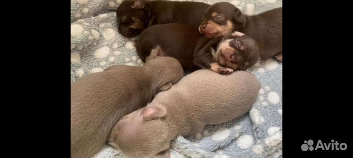 Вязка чихуахуа