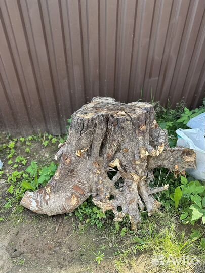 Корень пень березы сосны