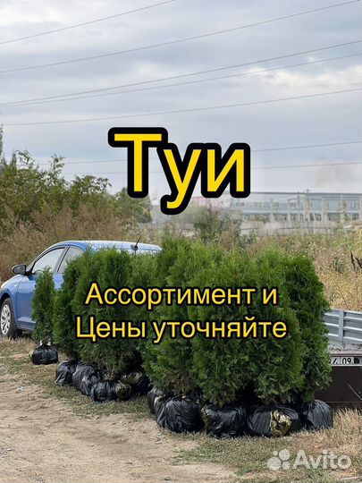 Туи