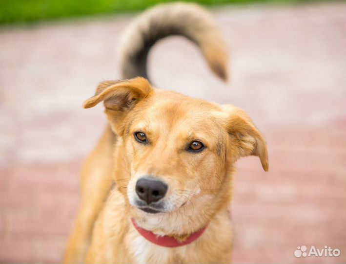 Собаки бесплатно