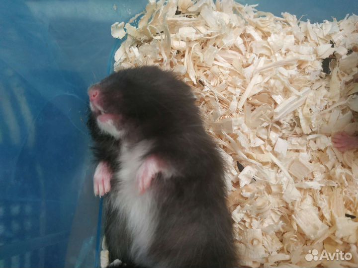 Сирийский хомяк малыши