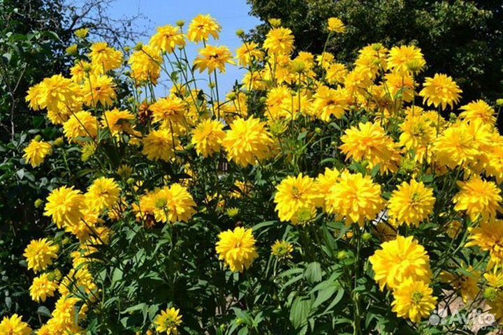 Золотые шары(гелиопсис)