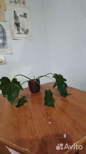 Филодендрон