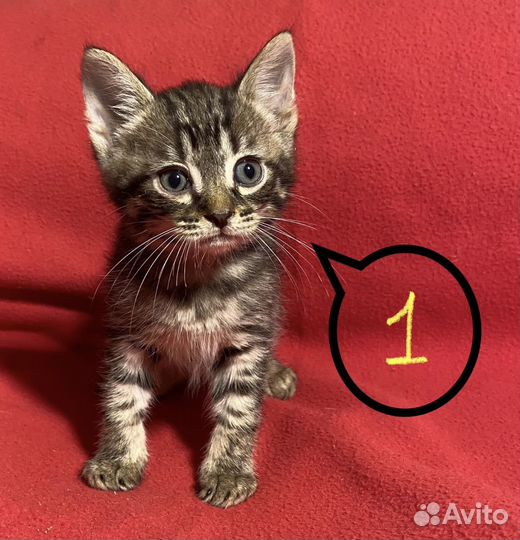 Котятки- малыши в поисках дома