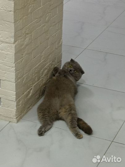 Шотландская вислоухая кошка бесплатно