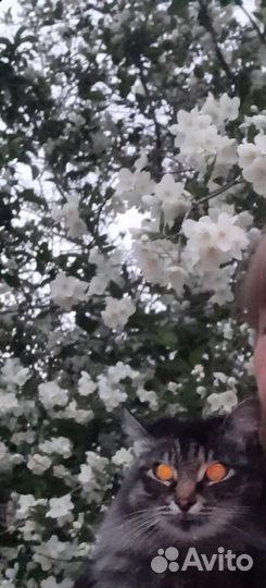 Жасмин садовый (чубушник)