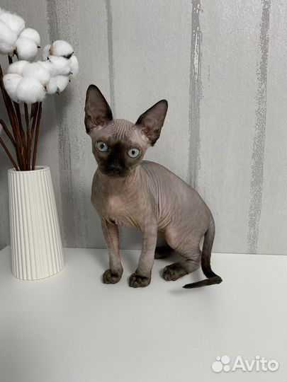Канадский сфинкс котенок мальчик