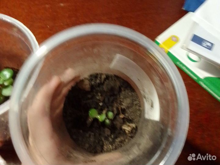 Комнатные растения