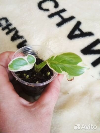 Хомаломена rubescens mutation var