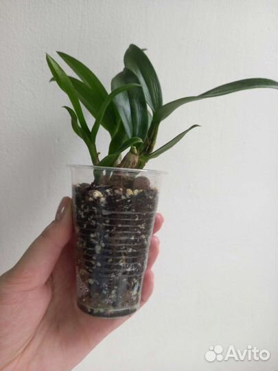 Дендрофаленопсис. Орхидея