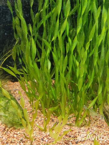 Растения для аквариума, аквариумные