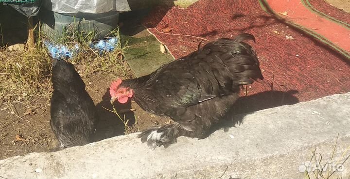Курочки и петухи карликовые бьетнамки и конихины
