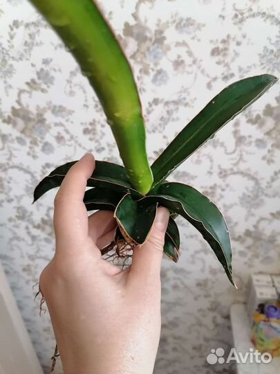 Сансевиерия Star Canary, Black Gold