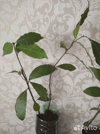 Лавр благородный, лаврушка