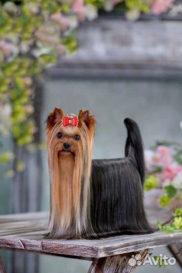 Йоркширский терьер. Вязка