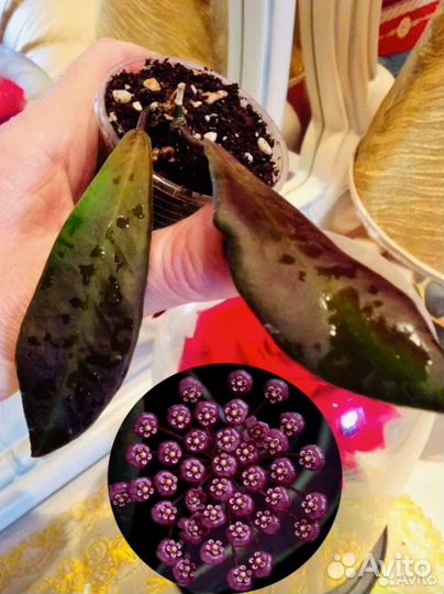 Хойя villosa Inflata Tanggamus pulchra Loheri