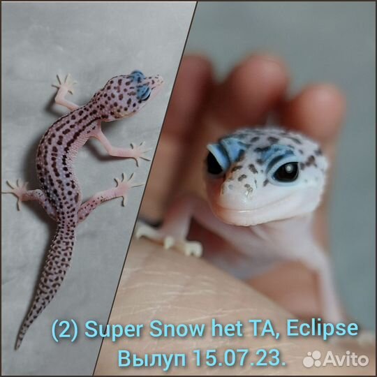 Эублефар Super Snow малыши
