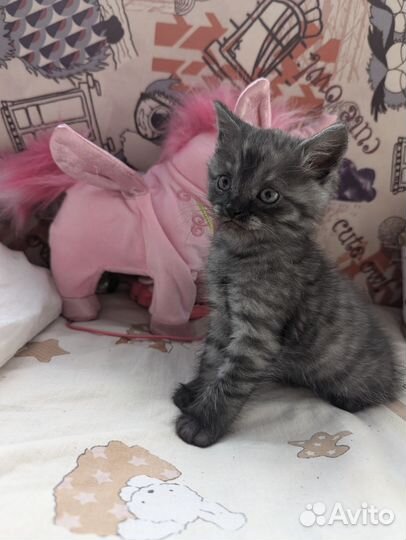 Котята от британской кошки ищут дом