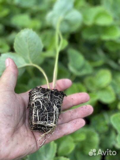 Качественная рассада клубники