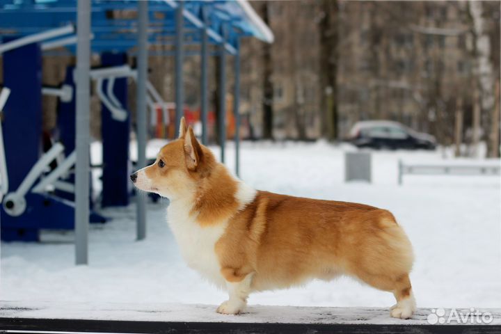 Кобель Вельш Корги Пемброк вязка