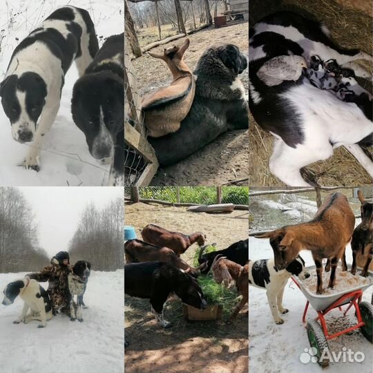 Щенки алабая сао