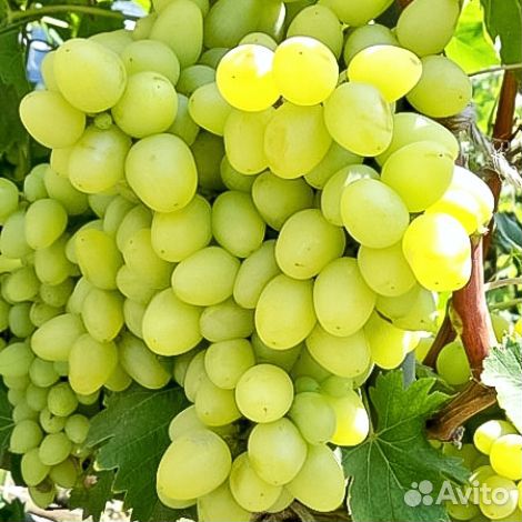 Саженцы винограда