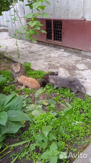 Котятки бесплатно