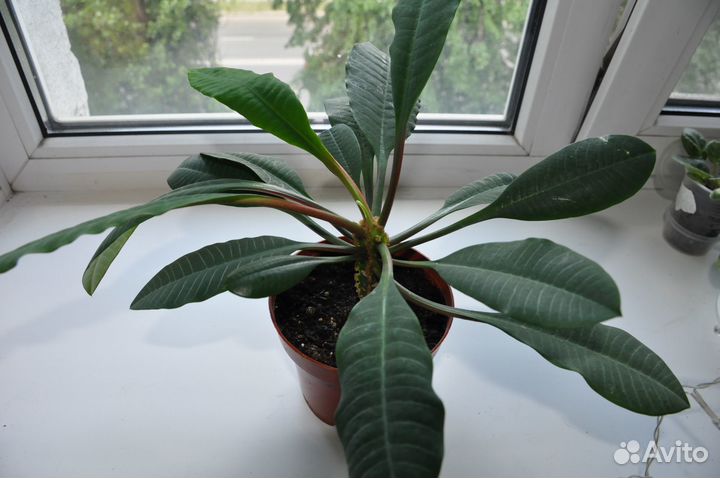 Комнатные растения