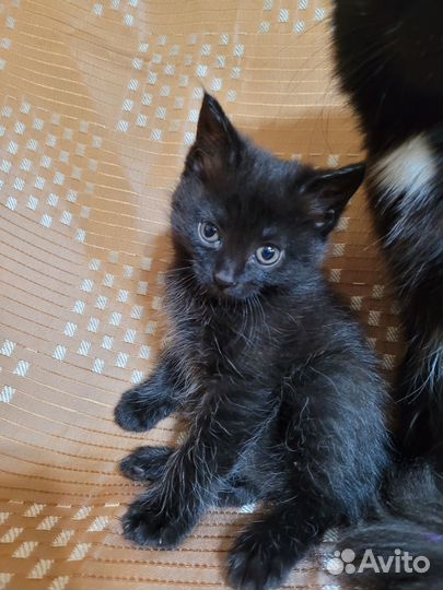 Отдам кошечку 1 месяц, к лотку приучена