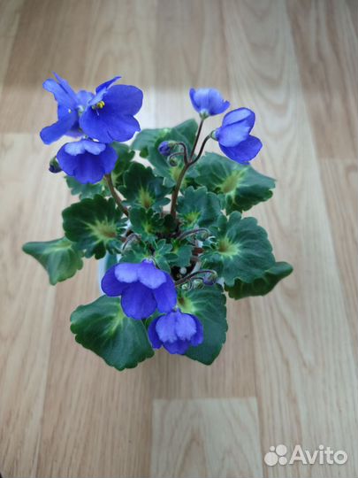 Фиалки,мини и стандарты