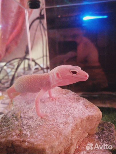 Продам эублефара