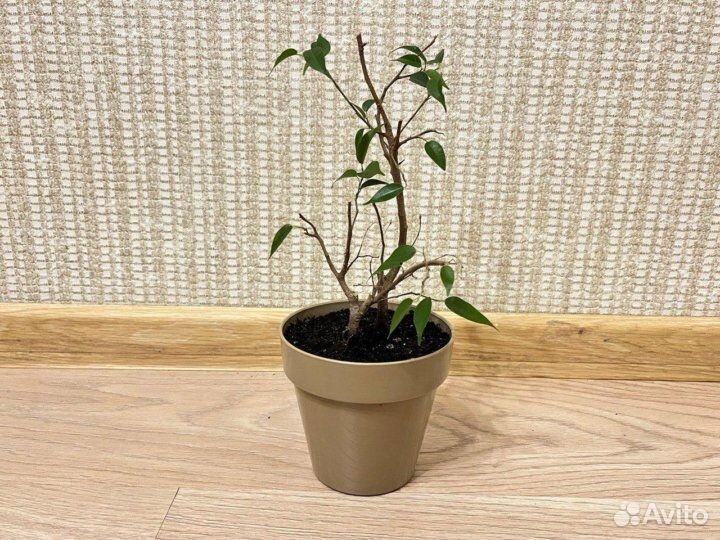 Фикус бенджамина