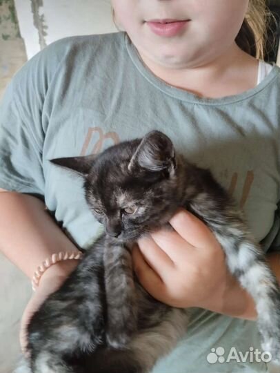 Котята девочки