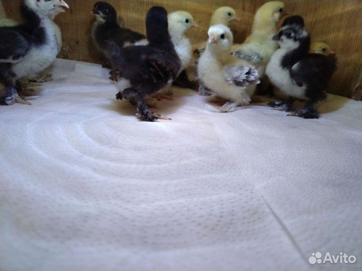 Цыплята карликовый кохинхин