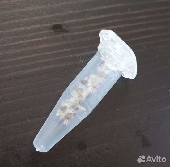 Вырасти дерево 