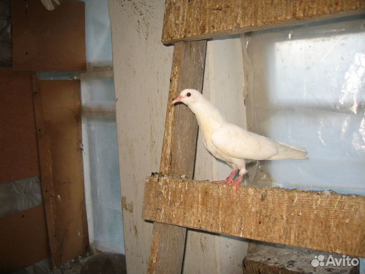 Голубь бакинцы