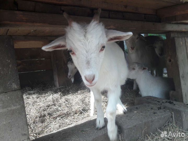 Зааненские козы молочные, козлята