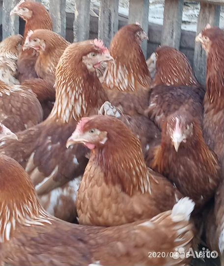 Куры молодки