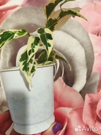 Фикус бенджамина