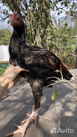 Петух бойцовый Дакан