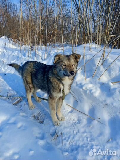 Отдам в добрые руки