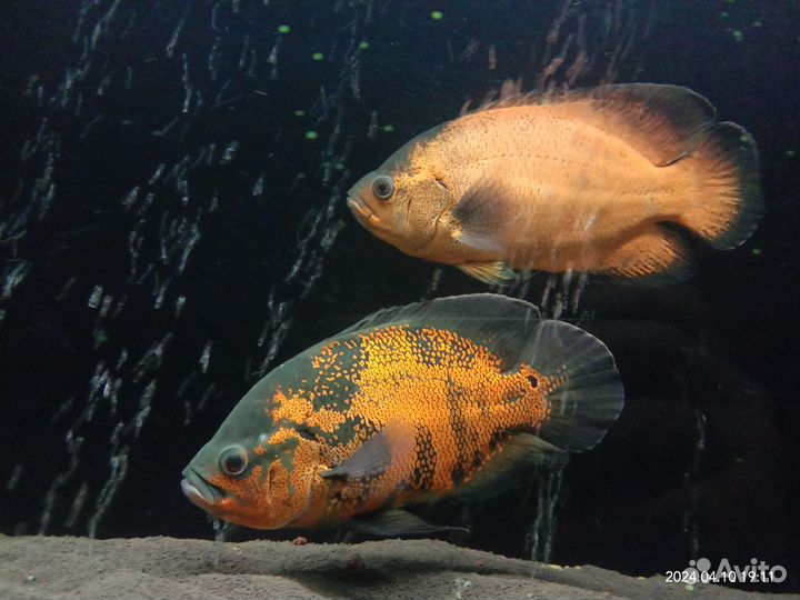 Астранотус