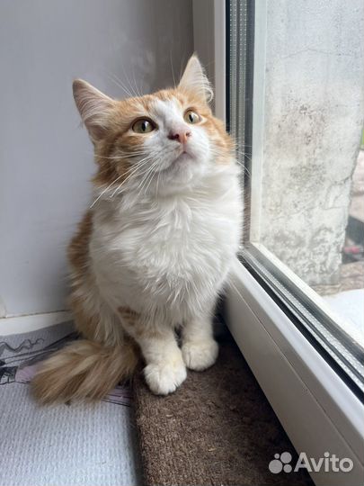Котенок в добрые руки