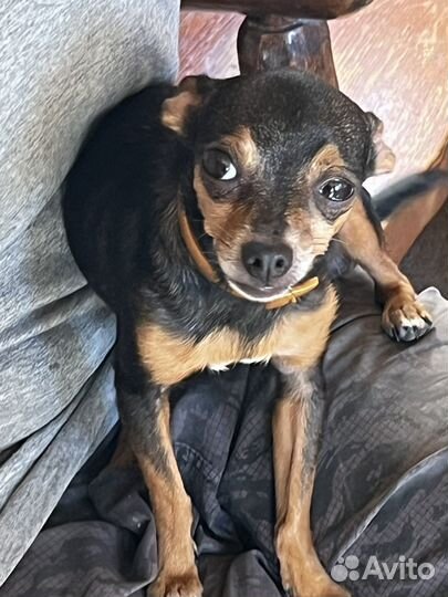 Русский Той