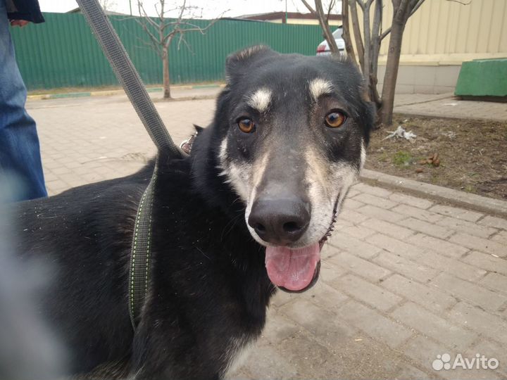 Скромный Ламар в добрые руки