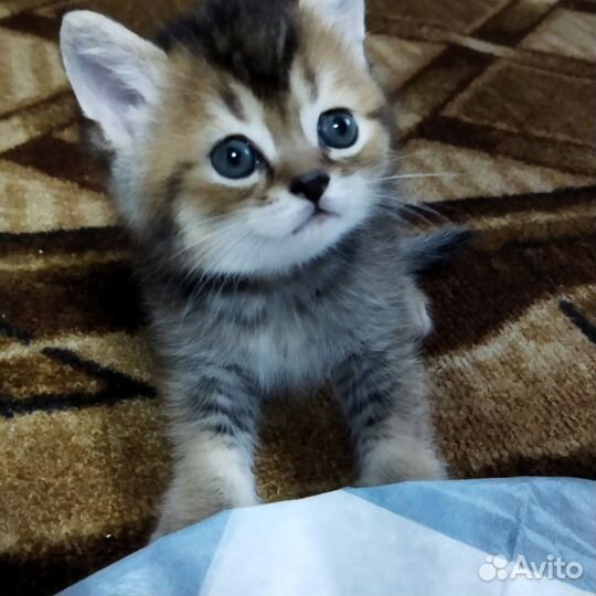 Британские котята