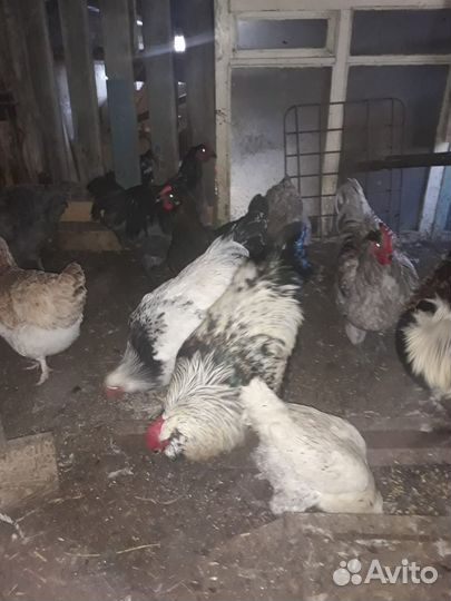 Гуси, курицы, индюки и петухи